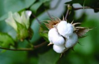 沾化區經濟農作物—棉花
