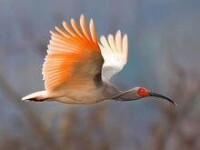 國際鳥盟公布的極度瀕危或已在野外滅絕鳥類