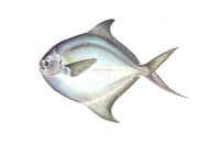 銀鯧魚