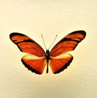 紅帶袖蝶