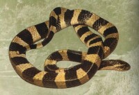 金環蛇(Bungarus fasciatus)