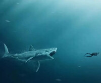 深海巨徠鯊