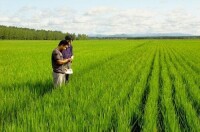 綏棱農場優質水稻