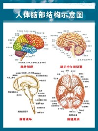 大腦皮層結構圖