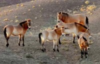 卡拉麥里自然保護區的普氏野馬