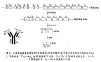 免疫遺傳學