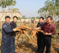 油麻鎮[廣西壯族自治區桂平市油麻鎮]