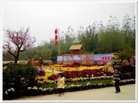 中國·內鄉菊花文化節