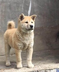 中華田園犬