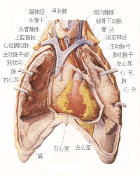 心臟[脊椎動物的中心器官]