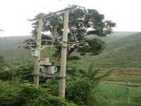 大樹村[雲南省臨滄市雲縣愛華鎮下轄村]