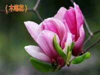 木筆花[明代張新的詩作]