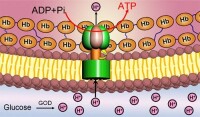 ATP合成酶位置
