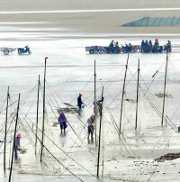 凈峰惠女灣惠安女耕海（趕海、下海）