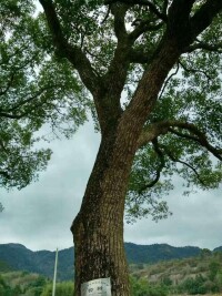 西嶴村[浙江省寧波市寧海縣長街鎮西嶴村]