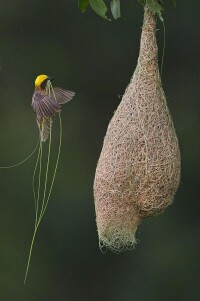 織布鳥在築巢