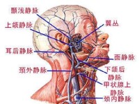 面靜脈