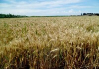 新疆小麥