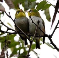 紅脅綉眼鳥