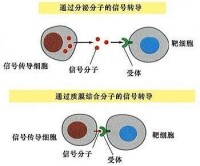 信號分子及信號傳