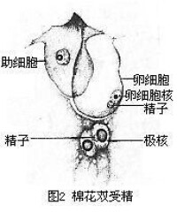 棉花雙受精