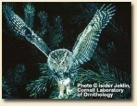 東部鳴角鴞（Otus asio Eastern Screech-Owl）