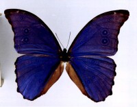 厄瓜多藍閃蝶