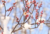 梅花灣雪景高清組圖