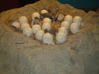 慈母龍的蛋巢--倫敦自然歷史博物館