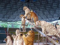 廣州香江野生動物世界