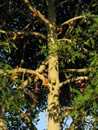 優曇婆羅樹