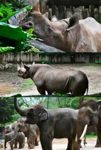 廣州動物園