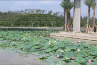 蘇州白洋灣生態公園