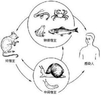 淋巴細胞脈絡叢腦膜炎