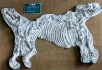 古脊椎動物化石