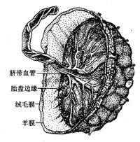 胎盤