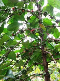 阿拉比卡咖啡樹