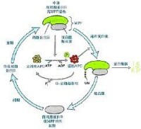 周期蛋白依賴性激酶