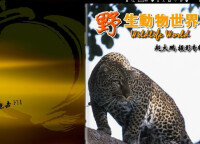 中國野生動物保護協會電子雜誌