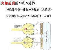 突觸前抑制