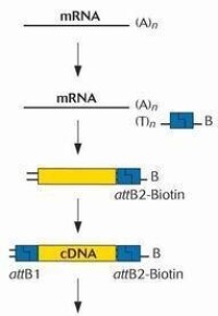 cDNA