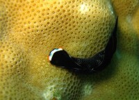 （圖）一隻黑泡螺