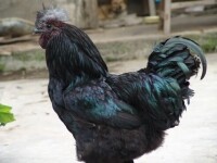 高大的鹽津烏骨雞（公）黑色品種