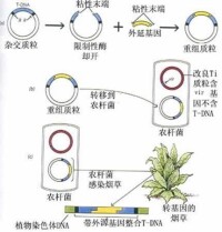 農桿菌介導法