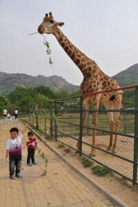 青島森林野生動物園