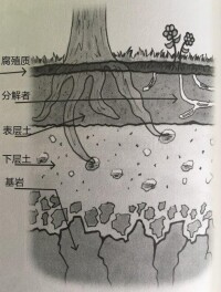 土壤結構體類型