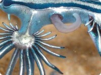 大西洋海神海蛞蝓的雄性生殖器