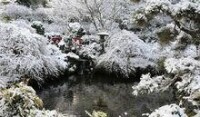日式庭園冬天