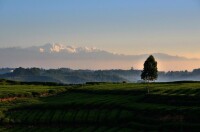 騎龍村[四川省雅安市名山區雙河鄉騎龍村]