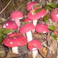 原生態紅菇